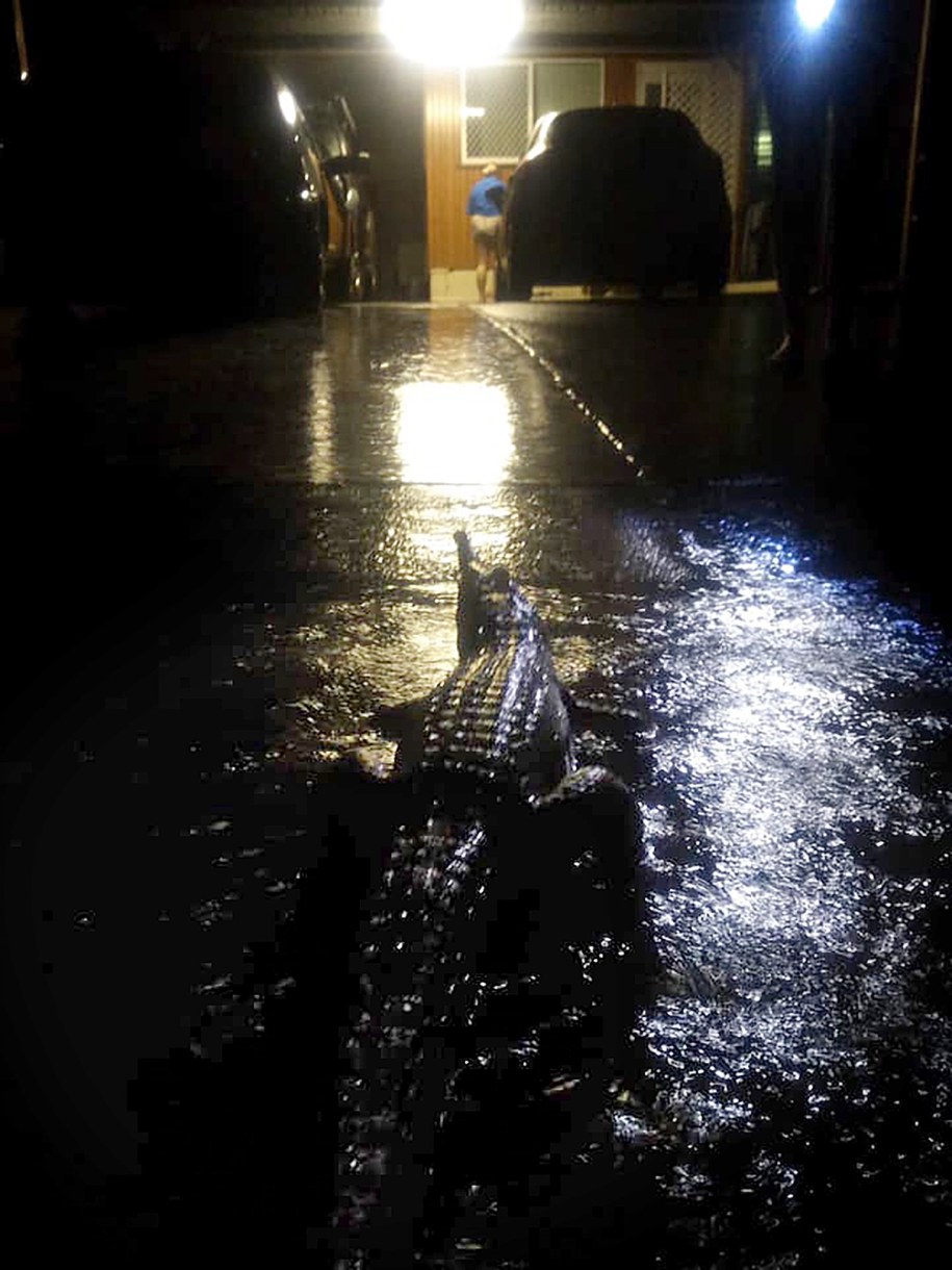 Krokodyl nieopodal terenów mieszkalnych /EPA/ERIN HAHN HANDOUT /PAP/EPA