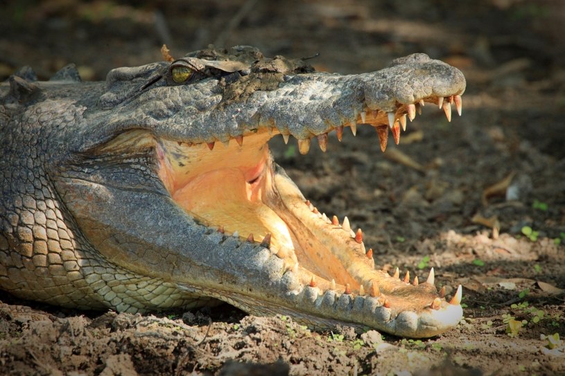 Krokodyl różańcowy może być niebezpieczny dla człowieka /Auscape  /Getty Images