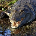 Krokodyl wdarł się do zalanego domu. Nie żyje kobieta w ciąży