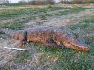 Krokodyl wyłowiony z Warty, fot. Policja //Policja