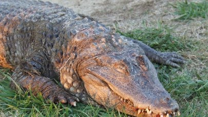 Krokodyl wyłowiony z Warty