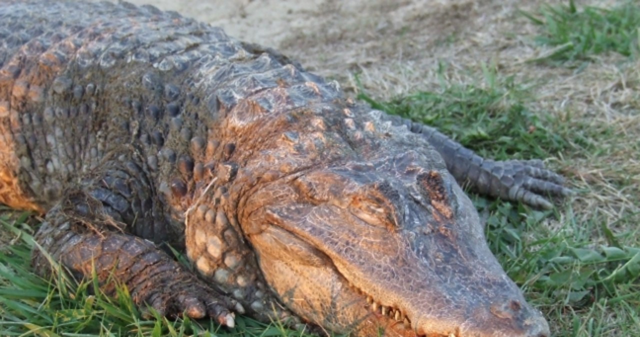 Krokodyl wyłowiony z Warty