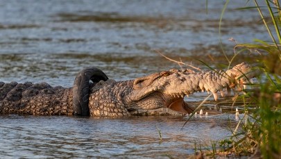 Krokodyl z… oponą na karku. Jest nagroda dla śmiałka, który ją usunie