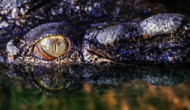 Krokodyl zaatakował dziecko na plaży. Trwa wzmożona aktywność gadów