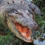 Krokodyl zaatakował mężczyznę. Dzięki temu ujawnił przestępstwo