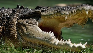 Krokodyl zaatakował w Australii. "Nigdy czegoś takiego nie widzieliśmy"