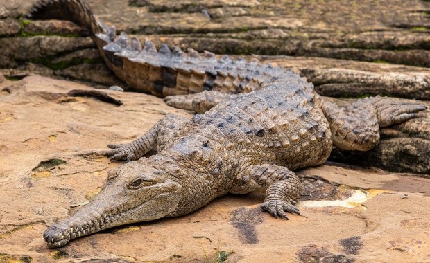 Krokodyl zabił 12-latkę. Tragiczny finał 36-godzinnych poszukiwań