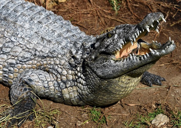 Krokodyl /AFP