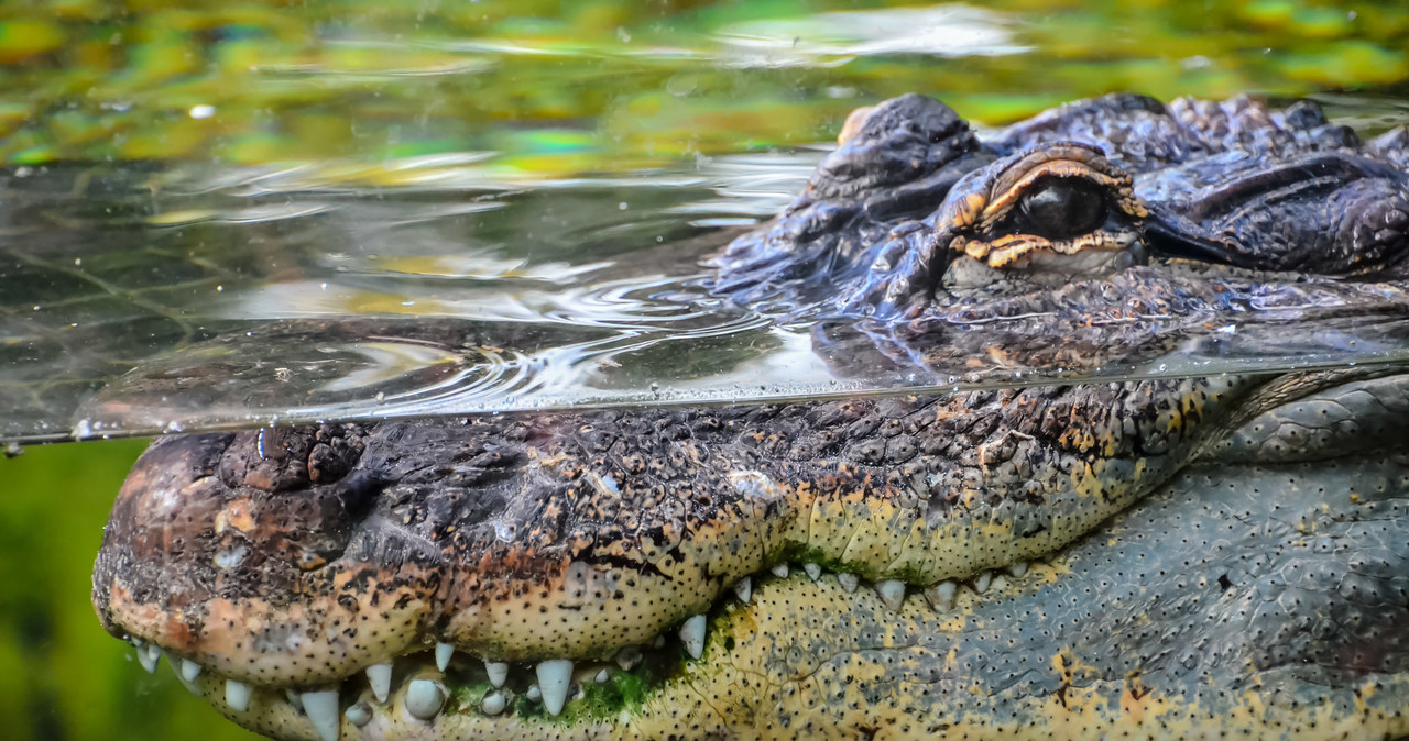 Krokodyle odpowiadają za śmierć około 1000 osób rocznie /123RF/PICSEL