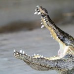 Krokodyle przetrwały wielką zagładę. Uratowała je jedna słabość