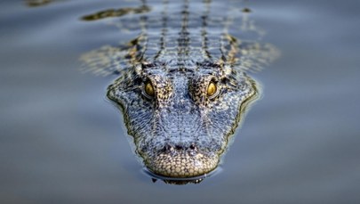 "Krokodyle są wszędzie". Alarm po powodziach w Australii