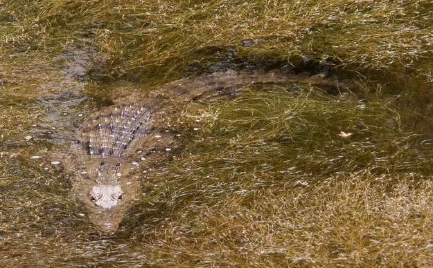 Krokodyle w kreteńskim jeziorze /STEFANOS RAPANIS  /PAP/EPA