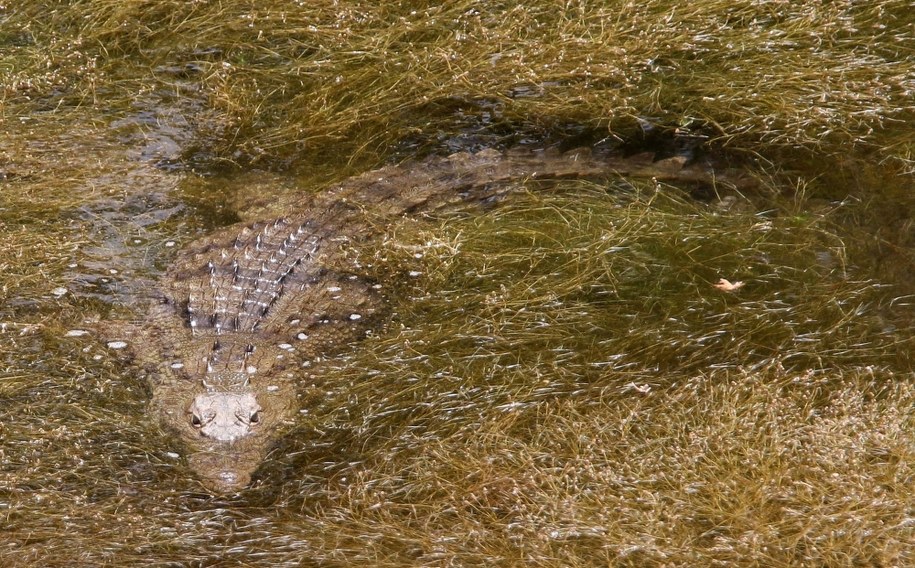 Krokodyle w kreteńskim jeziorze /STEFANOS RAPANIS  /PAP/EPA