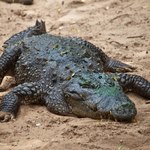 Krokodyle wciągnęły kobietę do wody. Wszystko trwało zaledwie chwilę