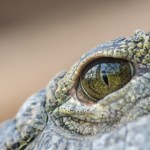 Krokodyle żyły na drzewach i polowały jak lamparty. Niezwykłe odkrycie w Australii