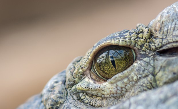 Krokodyle żyły na drzewach i polowały jak lamparty. Niezwykłe odkrycie w Australii