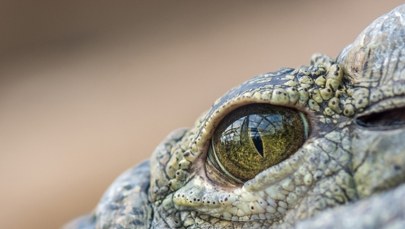 Krokodyle żyły na drzewach i polowały jak lamparty. Niezwykłe odkrycie w Australii