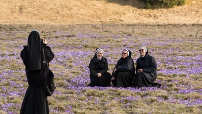 Krokusowa gorączka nadchodzi! TPN szykuje się na wiosenny najazd turystów