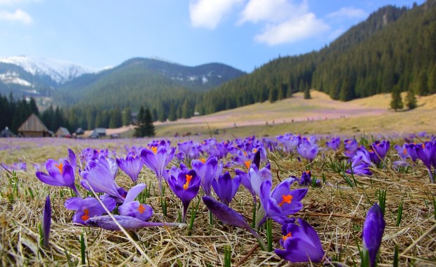 Krokusowa gorączka nadchodzi! TPN szykuje się na wiosenny najazd turystów