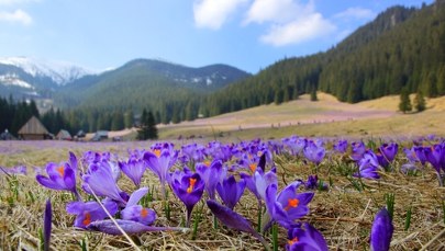 Krokusowa gorączka nadchodzi! TPN szykuje się na wiosenny najazd turystów
