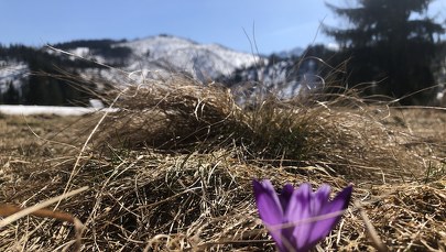​"Krokusowe patrole" ruszą w weekend w Tatry