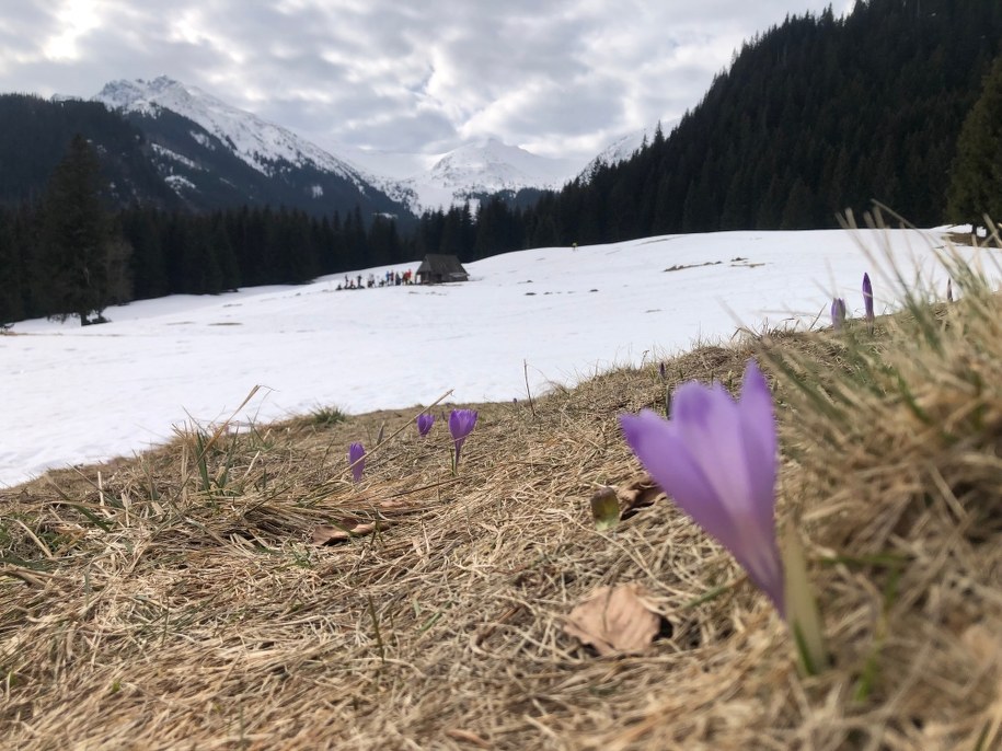 Krokusy na Kalatówkach /Maciej Pałahicki /RMF24