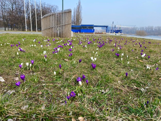 Krokusy nad Wisłą w Warszawie /Karolina Bereza /RMF FM