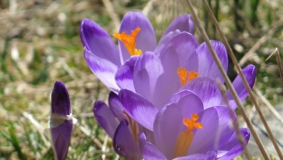 Krokusy opanowały Polanę Chochołowską!
