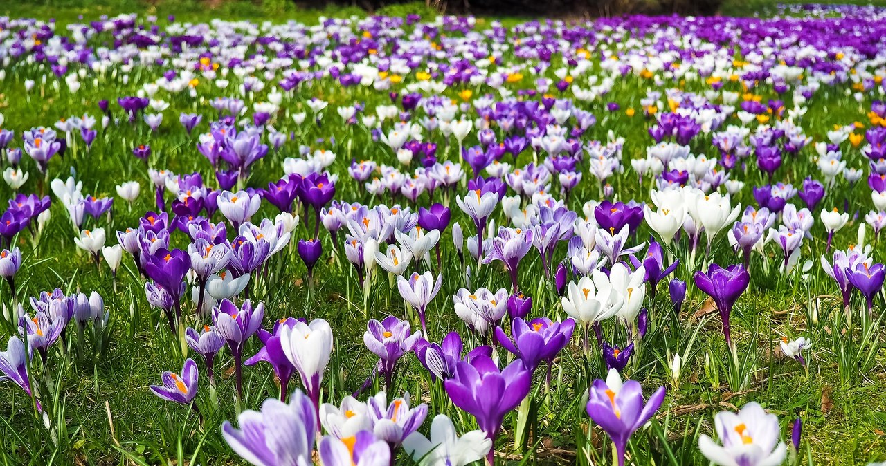Krokusy są jednym z symboli wiosny. Ta meteorologiczna zaczyna się 1 marca, astronomiczna - 20 marca, a kalendarzowa - 21 marca. /Pixabay.com