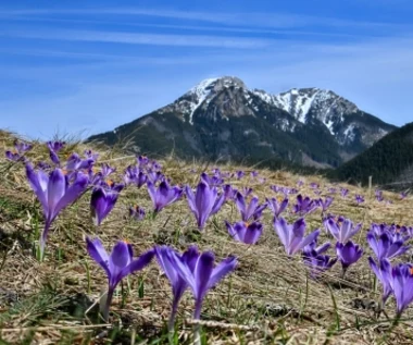 Krokusy ściągnęły w Tatry tłumy turystów