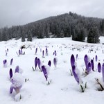 Krokusy w śniegu w Dolinie Chochołowskiej. Zobaczcie zdjęcia