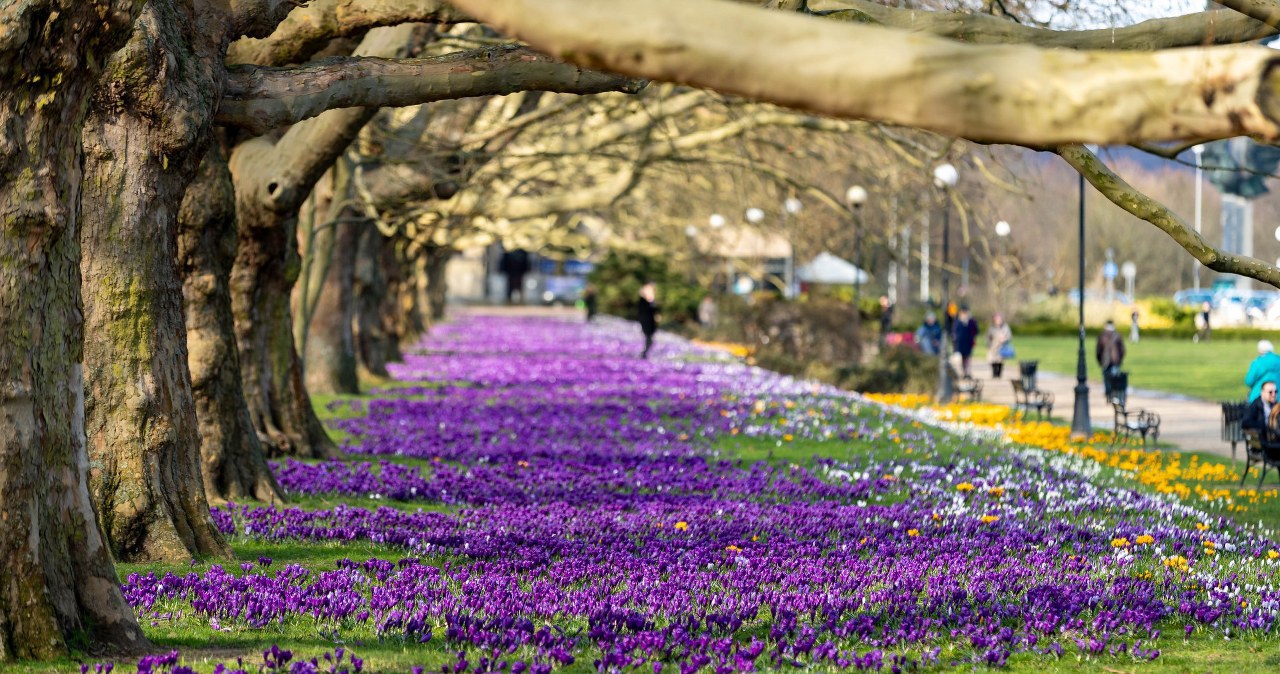 Krokusy w Szczecinie /ROBERT STACHNIK/REPORTER /East News