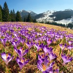 Krokusy w Tatrach 2023. Kiedy spodziewać się krokusów w pełnym rozkwicie?