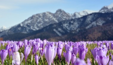 Krokusy zakwitły w Tatrach