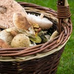 Król grzybów wraca na stoły, oferując więcej niż tylko smak. Borowik jest zdrowszy, niż sądzimy