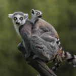 Film (2005)[Madagascar] Reż.Eric Darnell