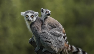 Król Julian na talerzu? Szokujące wieści o lemurach z Madagaskaru