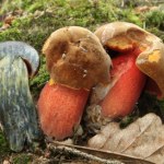 Król lasu, który może zaszkodzić. Koniecznie go ugotuj przed zjedzeniem