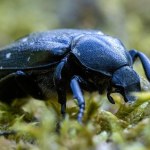 wymieranie Król martwego drewna wrócił do polskich lasów. Jest prawdziwą sensacją