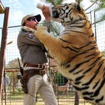 "Król tygrysów": Niespodziewany sukces