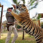 "Król tygrysów": Serialowy fenomen podbija Amerykę