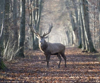 "Królestwo" bezpłatnie na pierwszy dzień wiosny