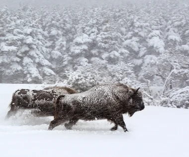 "Królestwo": Puszcza Białowieska na wielkim ekranie