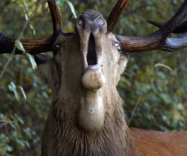 "Królestwo" [trailer 2]