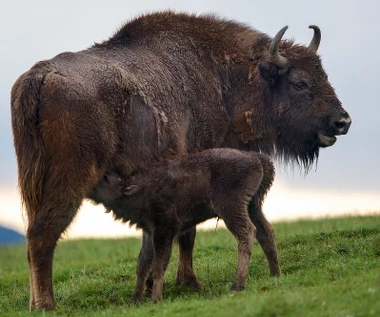 "Królestwo" [trailer]