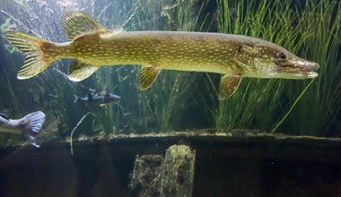 Królewska ryba znika z polskich wód? Połowy spadły dwukrotnie