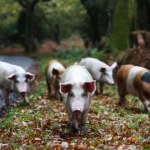 Królewski las i świnie na wypasie. Poznaj tradycję, która przetrwała prawie 1000 lat