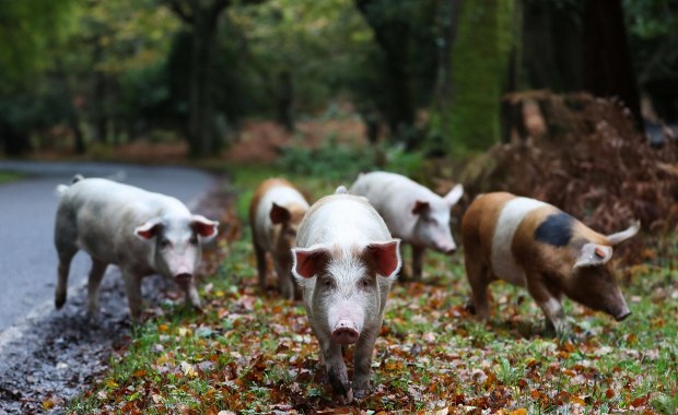 Królewski las i świnie na wypasie. Poznaj tradycję, która przetrwała prawie 1000 lat