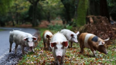 Królewski las i świnie na wypasie. Poznaj tradycję, która przetrwała prawie 1000 lat
