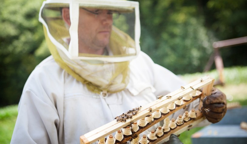 Królewski pszczelarz informuje pszczoły o śmierci królowej /Getty Images